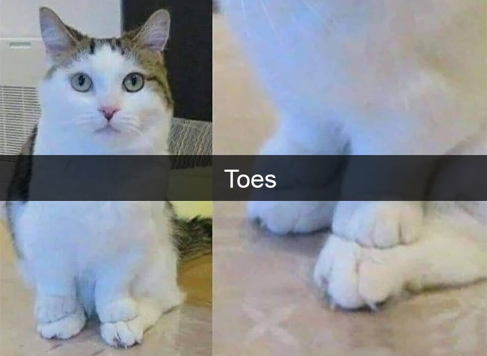 funny kitty memes toes
