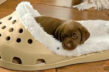 giant slipper dog bed