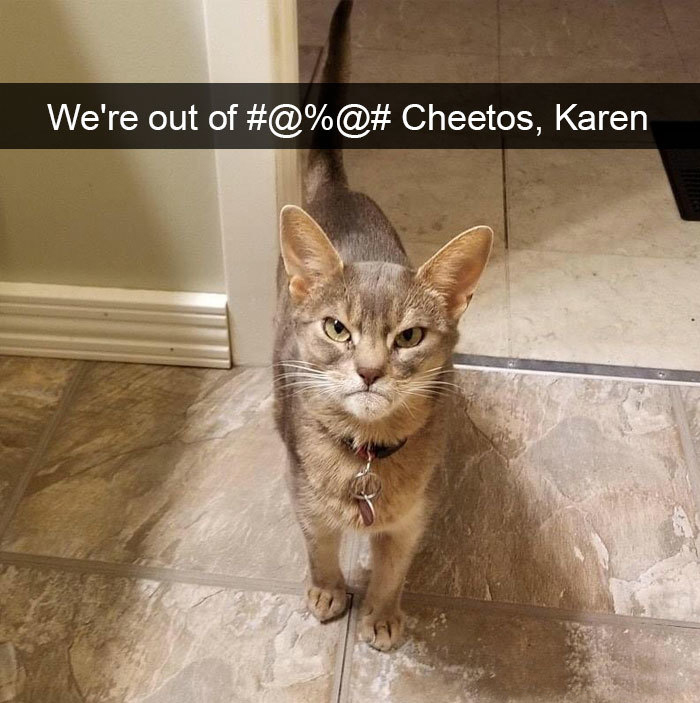 hilarious cat snapchats angry