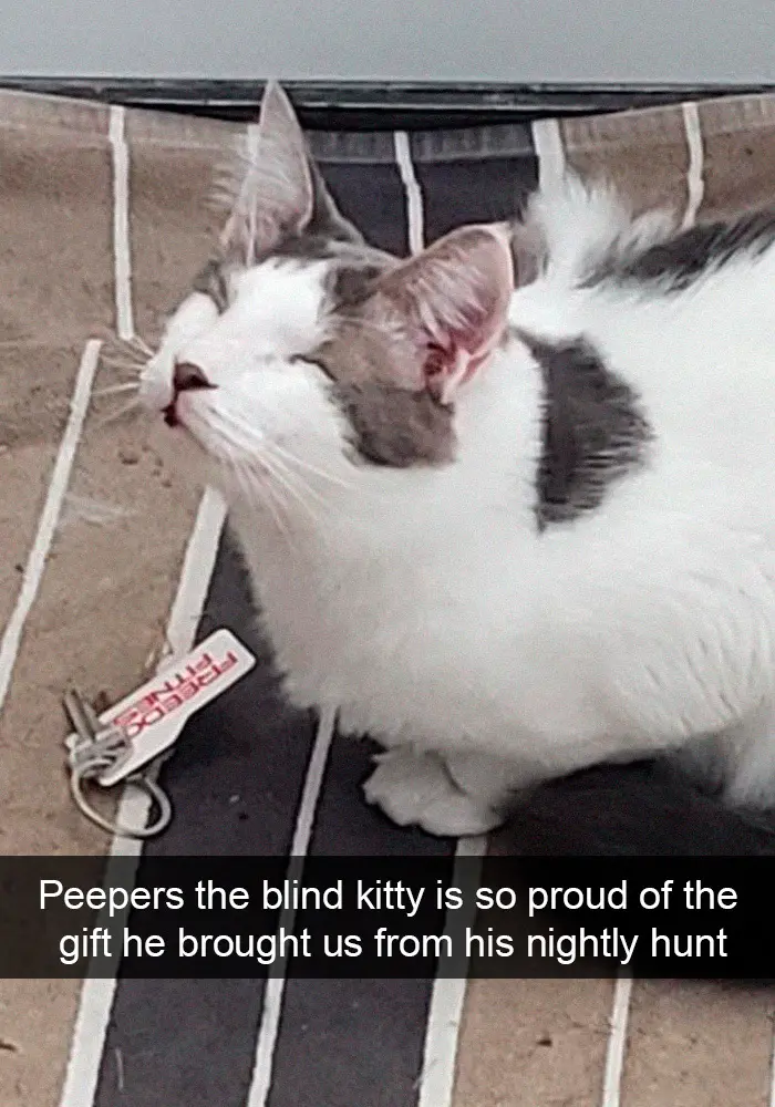 hilarious cat snapchats blind find