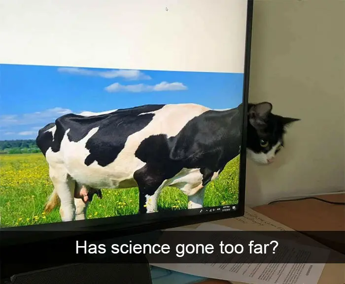 hilarious cat snapchats cow body