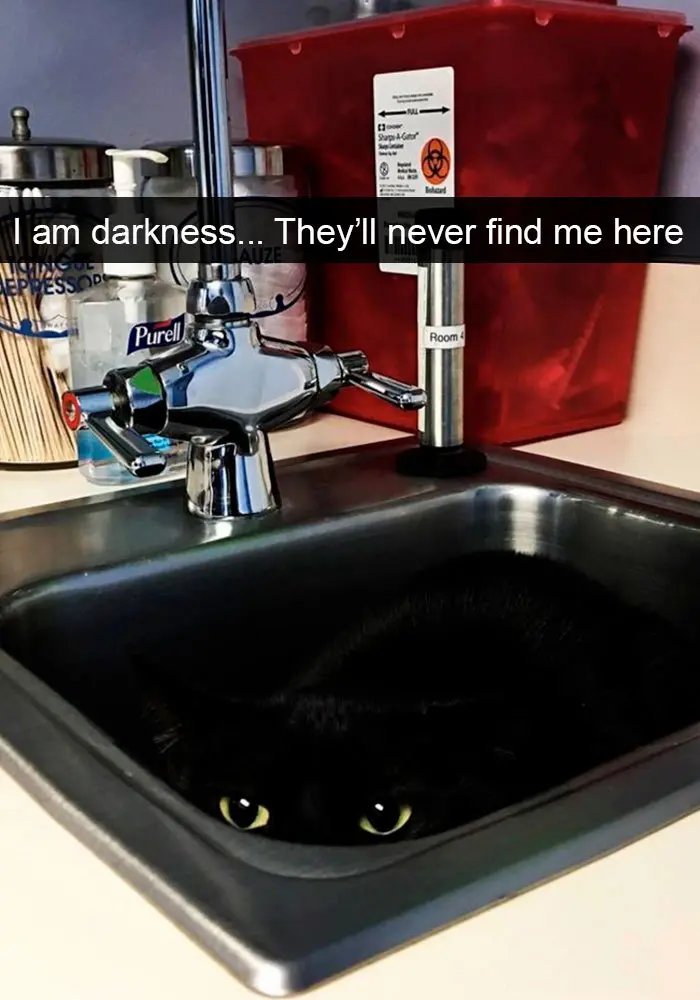 hilarious cat snapchats darkness