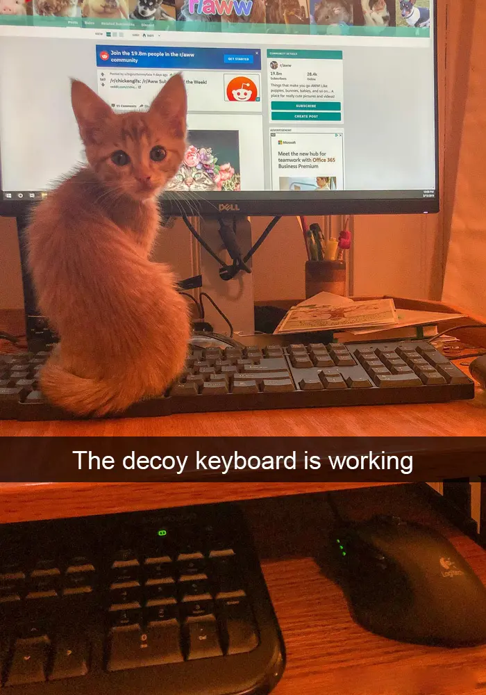 hilarious cat snapchats decoy keyboard
