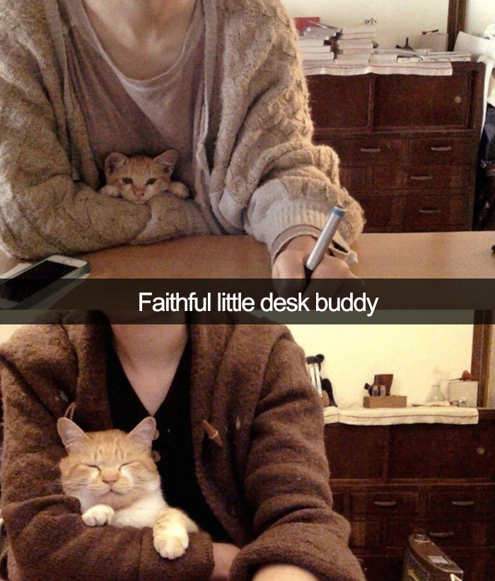 hilarious cat snapchats desk buddy