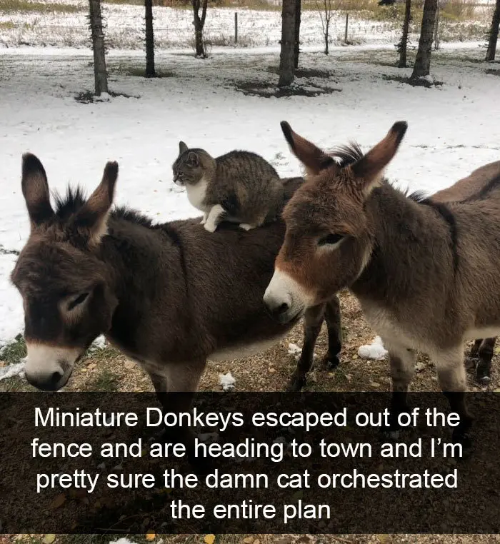 hilarious cat snapchats donkeys on the loose
