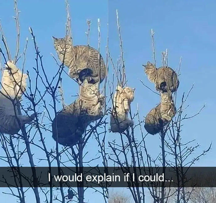 hilarious cat snapchats feline tree