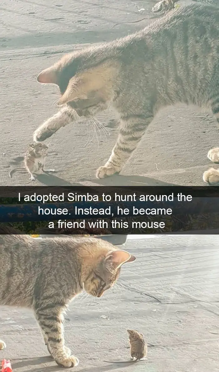hilarious cat snapchats frienly hunter