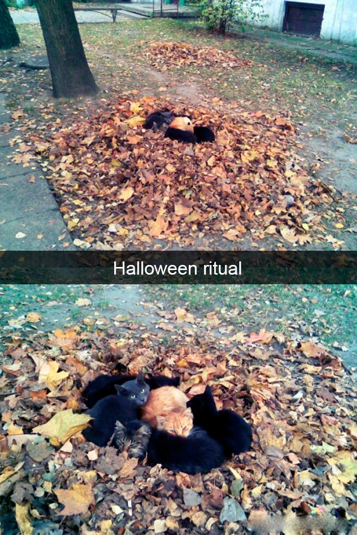 hilarious cat snapchats halloween ritual