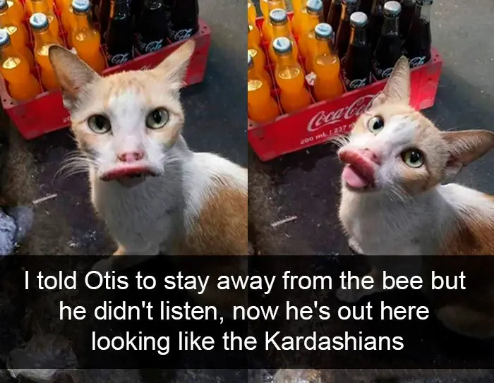 hilarious cat snapchats lip bee