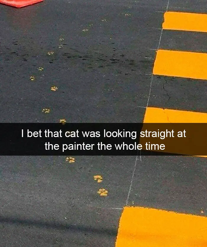 hilarious cat snapchats paw paint