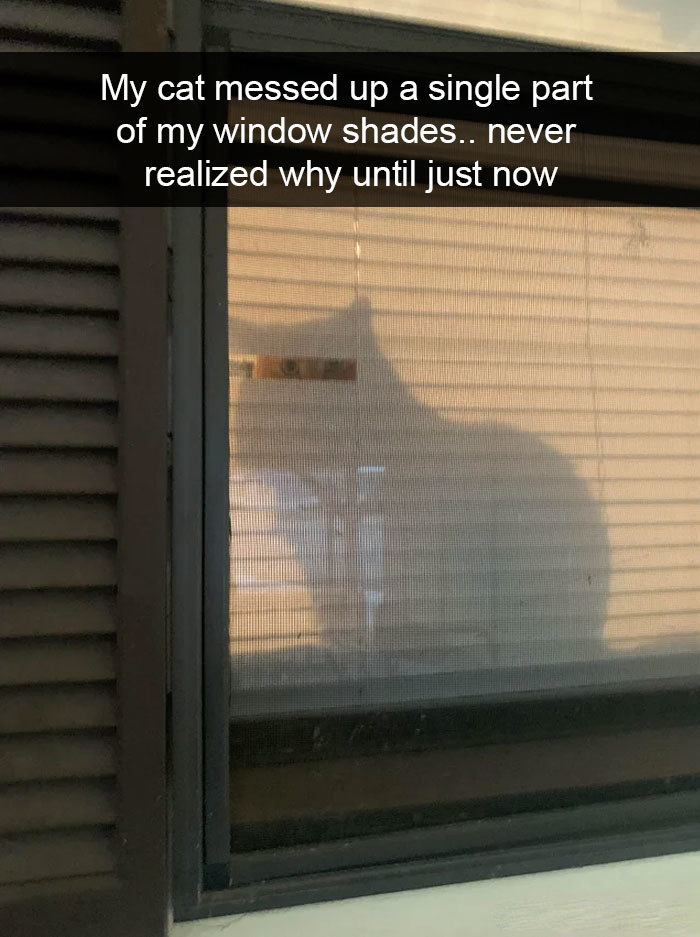 hilarious cat snapchats peek window