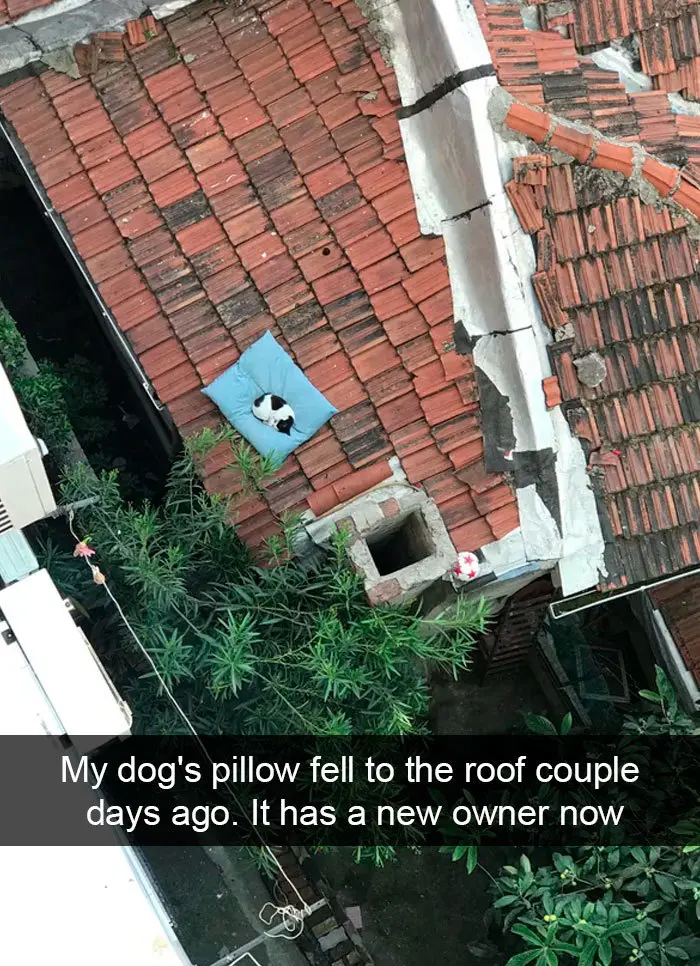hilarious cat snapchats roof pillow