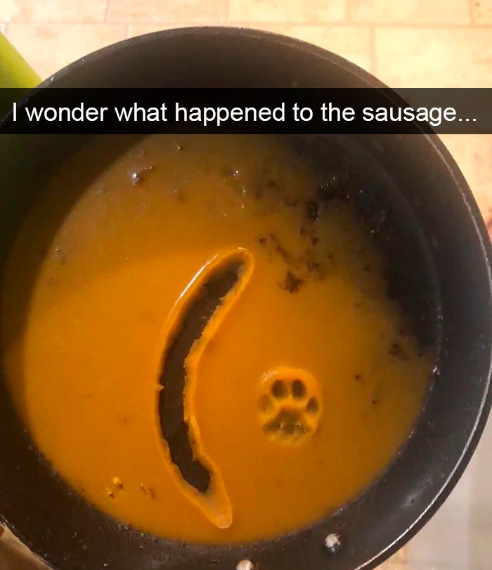 hilarious cat snapchats sausage thief