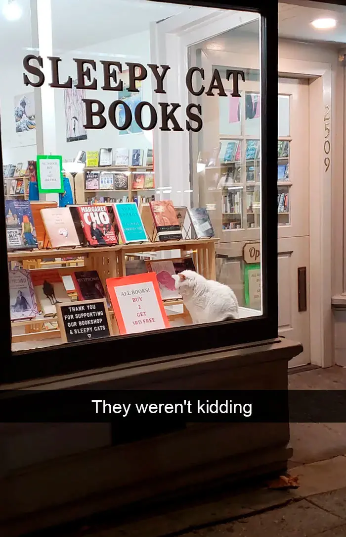 hilarious cat snapchats sleepy cat books