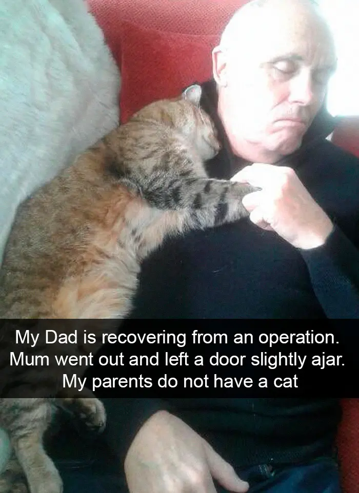 hilarious cat snapchats therapy kitty