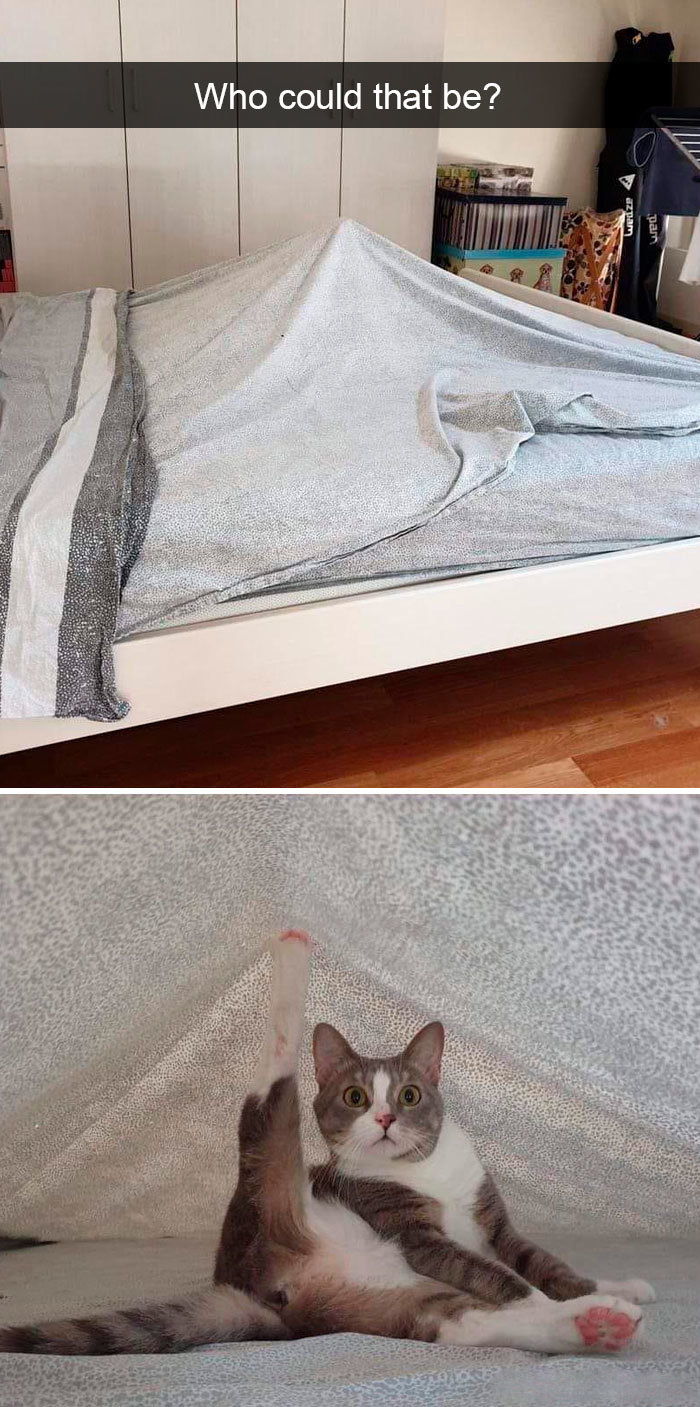 hilarious cat snapchats under the blanket