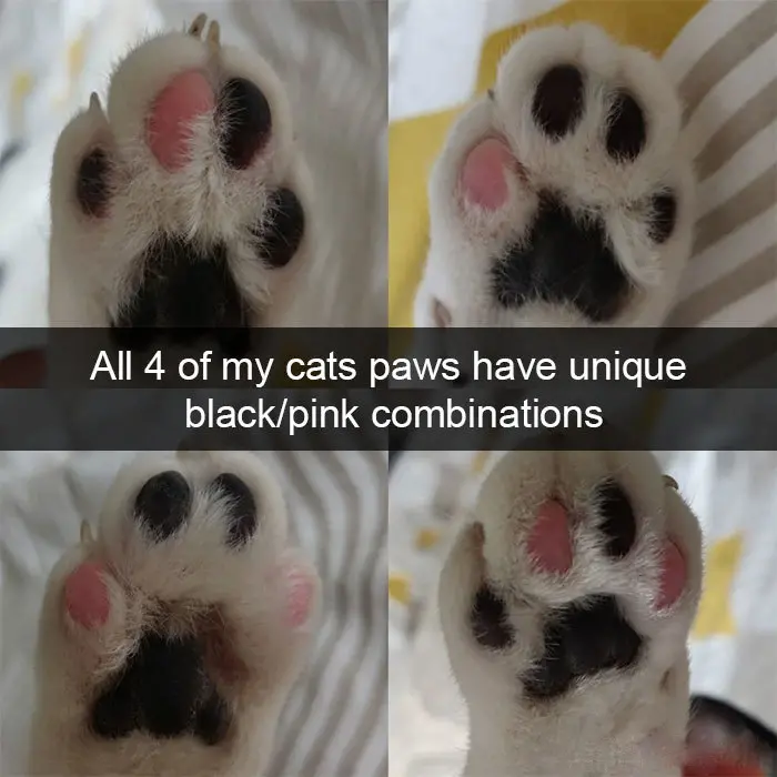 hilarious cat snapchats unique paws
