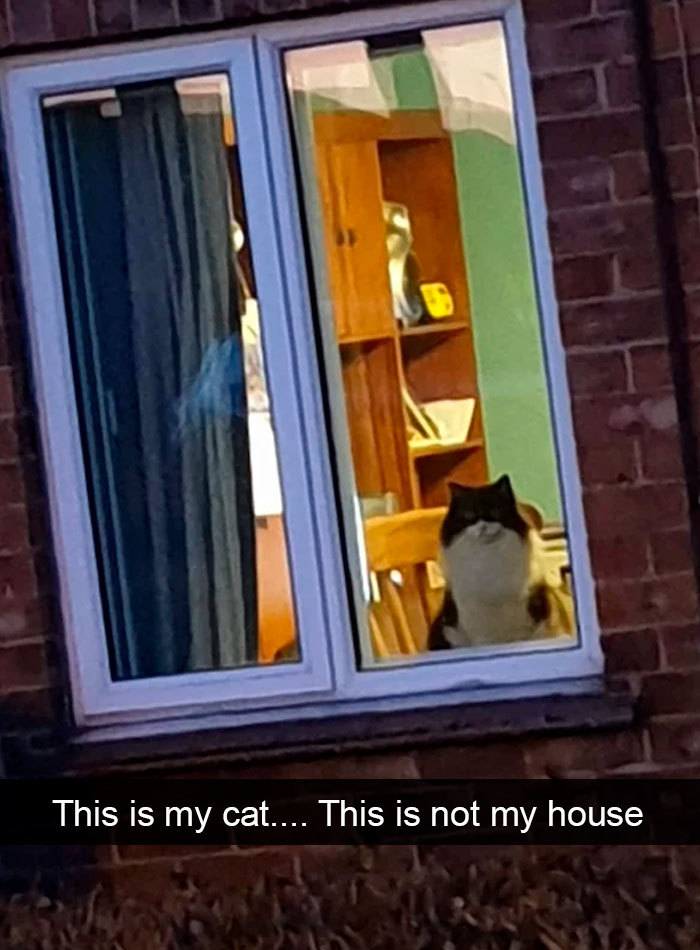 hilarious cat snapchats wanderer