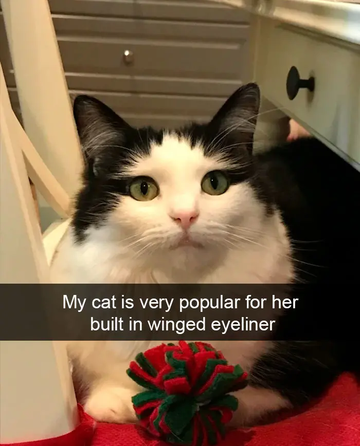 hilarious cat snapchats winged eyeliner