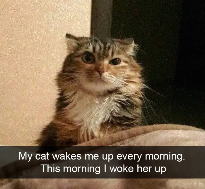 hilarious cat snapchats woke up like this