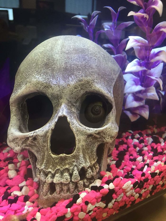 innocent things looking scary skull snail eye