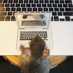 jill-the-squirrel-tiny-laptop-251x251.jpg