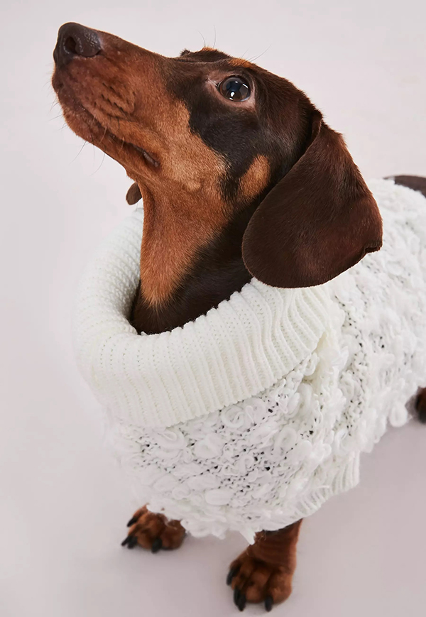 matching knitted jumpers for dogs and their owners hotdog in a boucle jumper