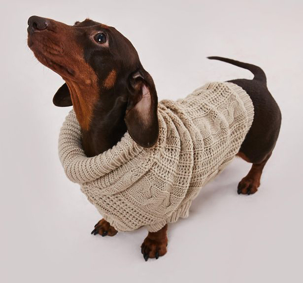 matching knitted jumpers for dogs and their owners stone jumper on dog