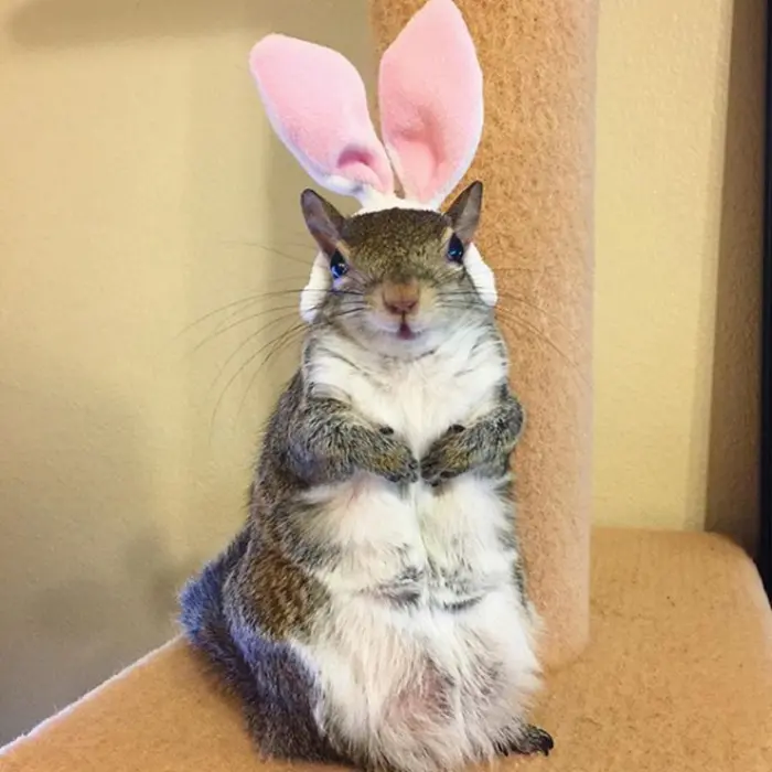 pet influencer with bunny ears