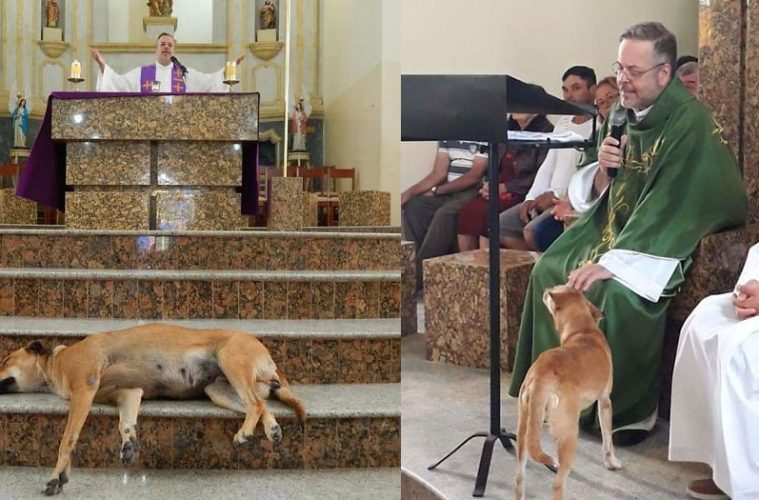 priest stray dogs