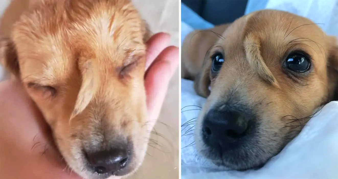 puppy with tail on forehead