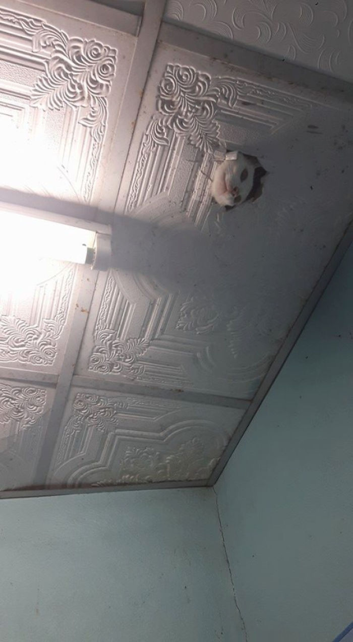 scary harmless things ceiling cat