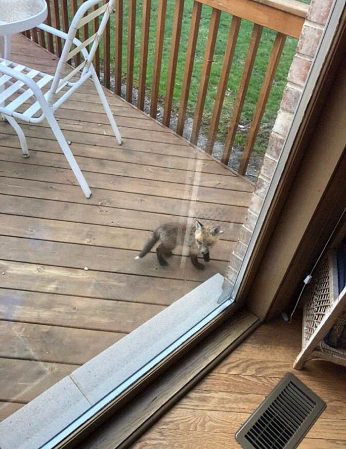 unusual adorable visitor