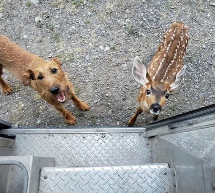 A Dog and A Deer