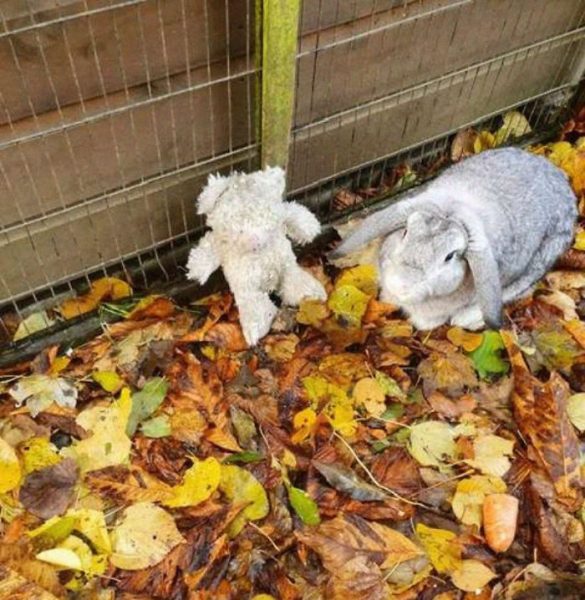 Abandoned Rabbit Found Clinging To Its Teddy Bear Rescued By RSPCA