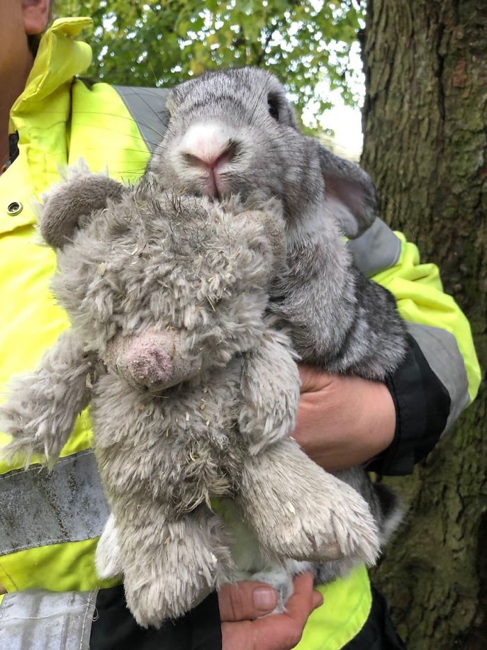 Abandoned Rabbit Named Nigel with His Teddy Bear Rescued by the RSPCA