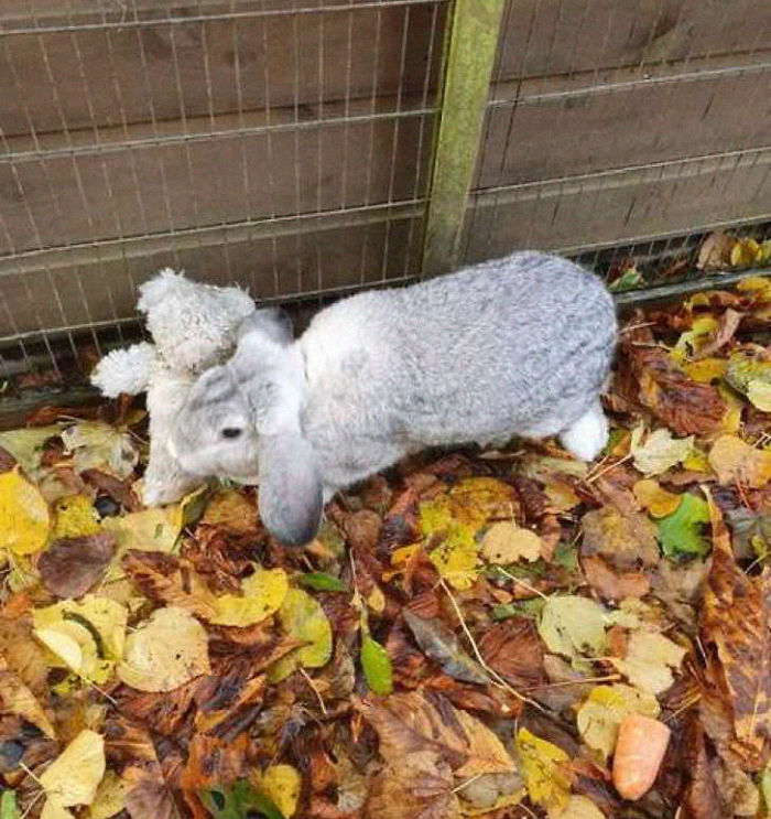 Abandoned Rabbit Rescued with His Teddy Bear