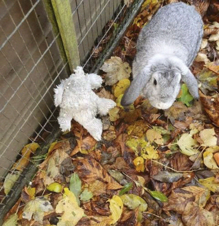 Abandoned Rabbit with His Teddy Bear