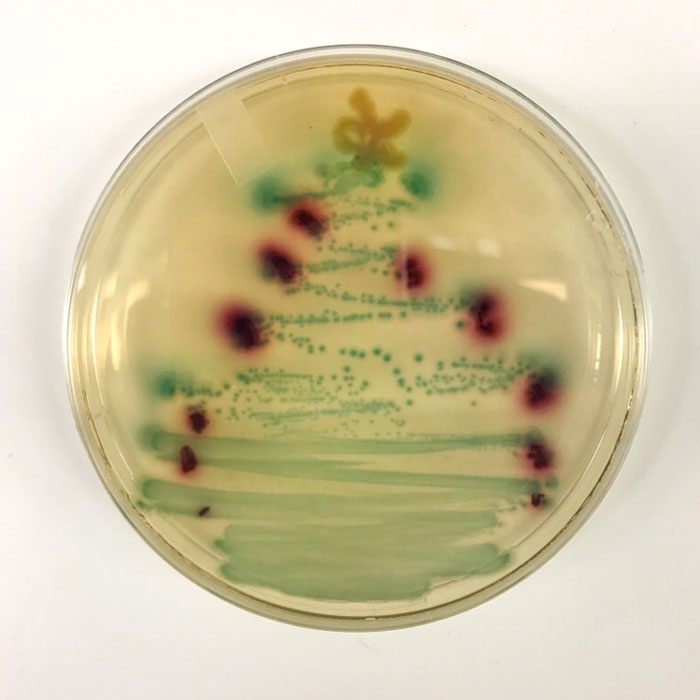 Bacterial Tree