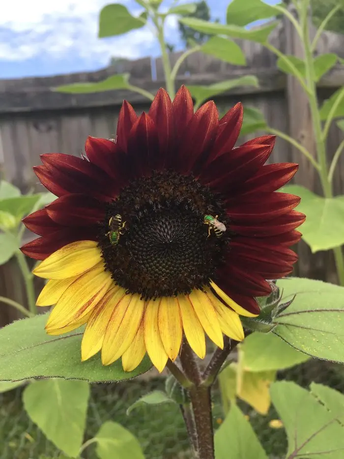 Bicolor Sunflower