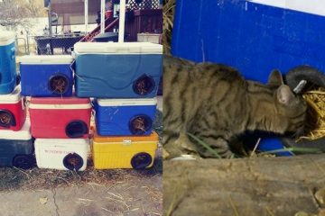 Cat Shelters