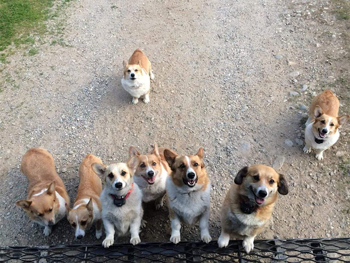 Corgis