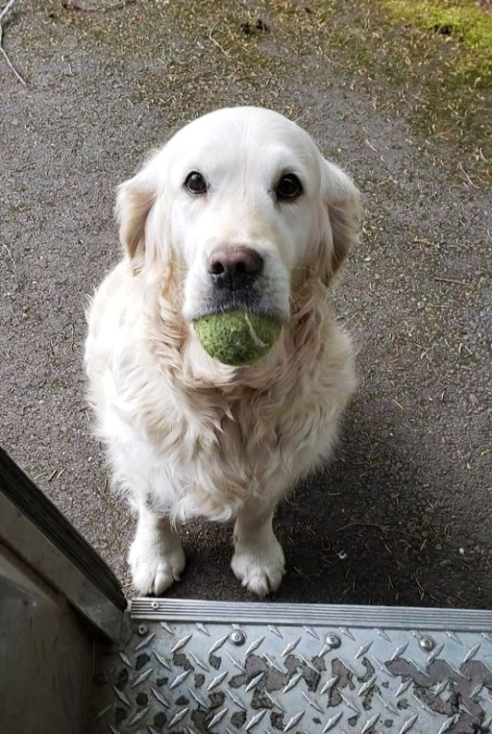 Dog and Tennis Ball