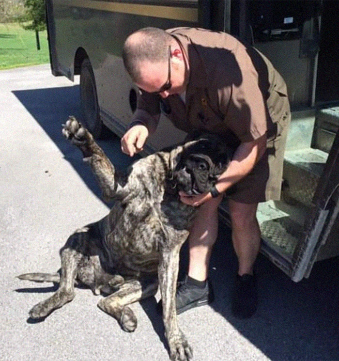 English Mastiff