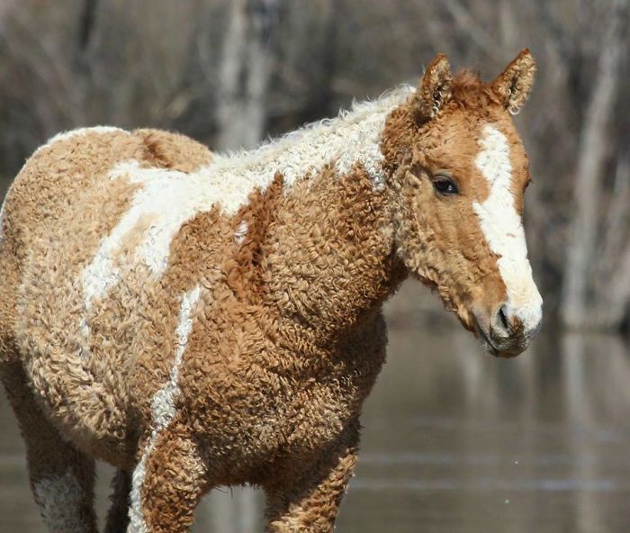 Fascinating Things Curly-haired Horse