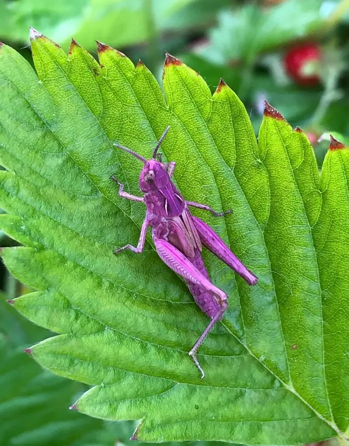 Fascinating Things Purple Grasshopper