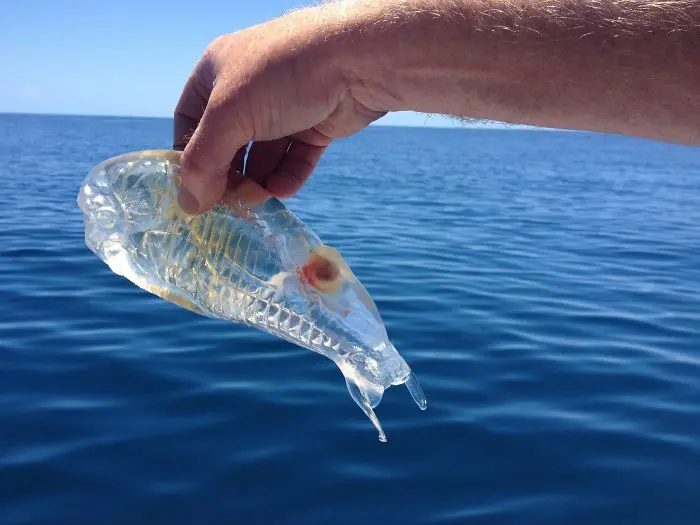 Fascinating Things Transparent Fish