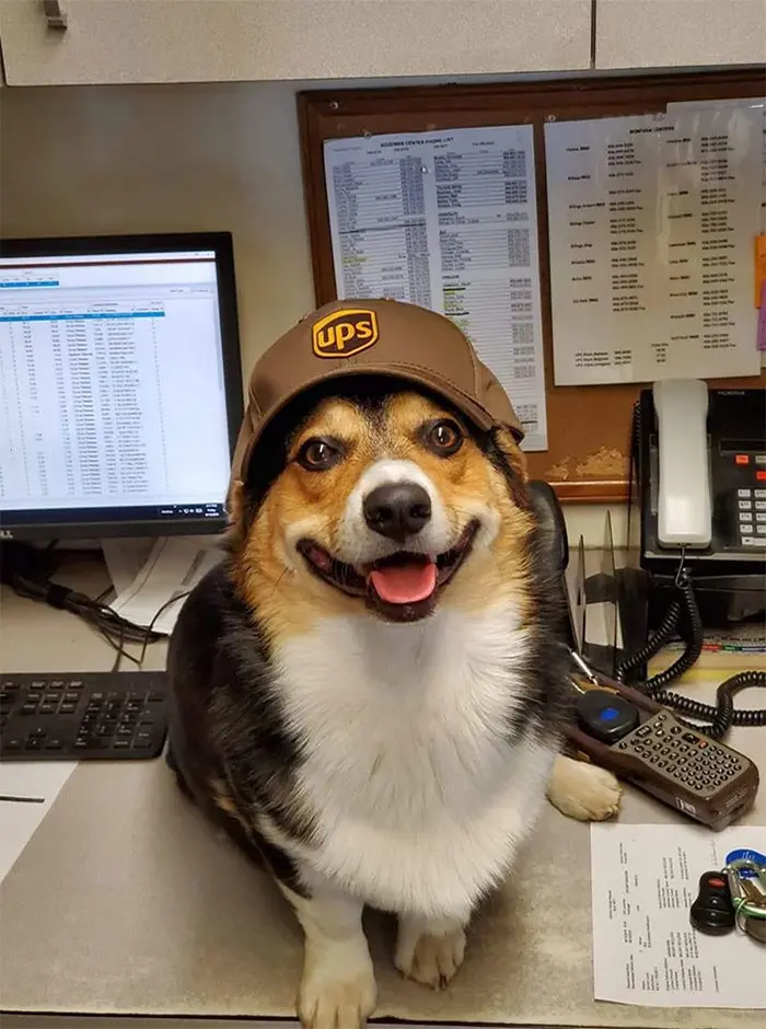 Furry UPS Employee