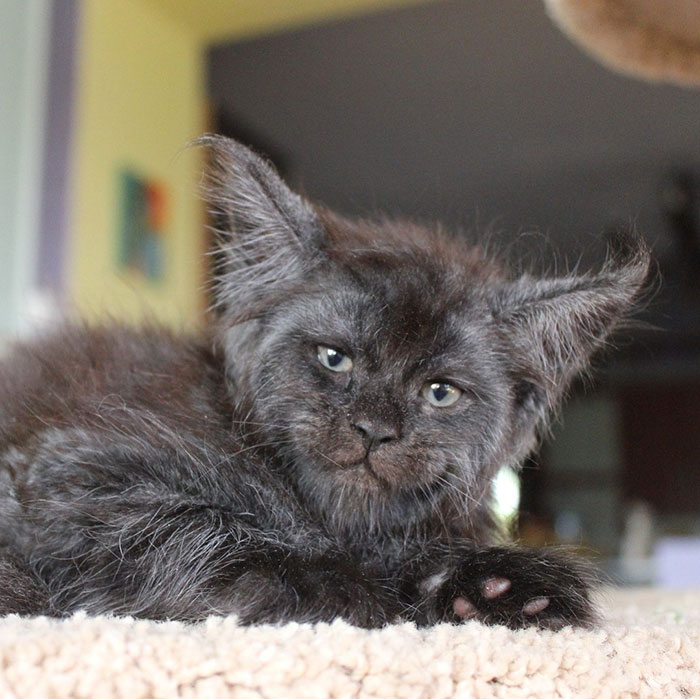 Gray Maine Coon Kitten Named Valkyrie