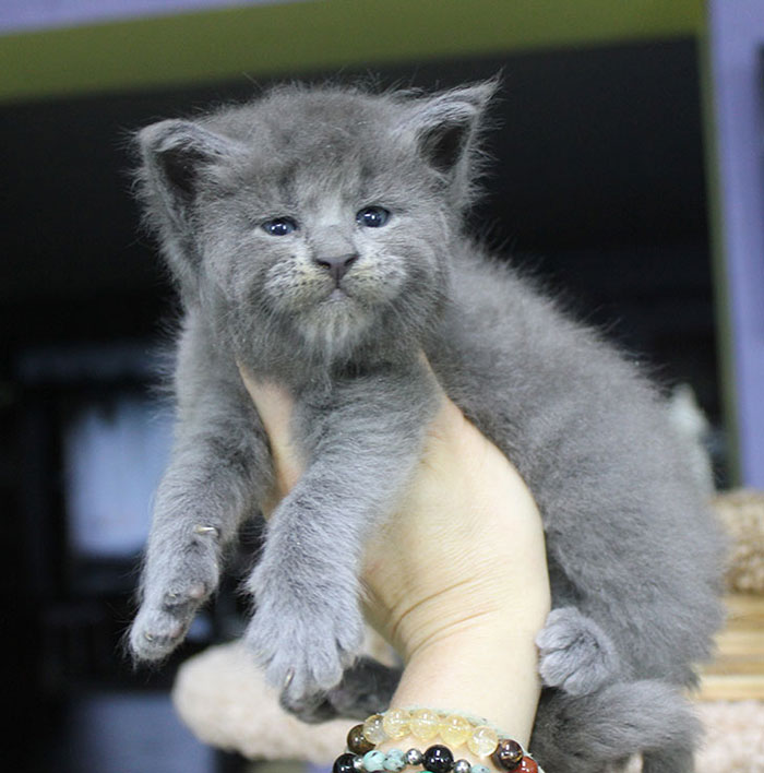 Gray Maine Coon Kittens 1